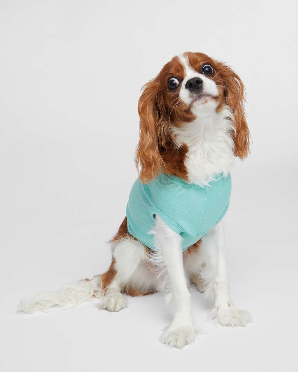 Fluffy Companion Shirts